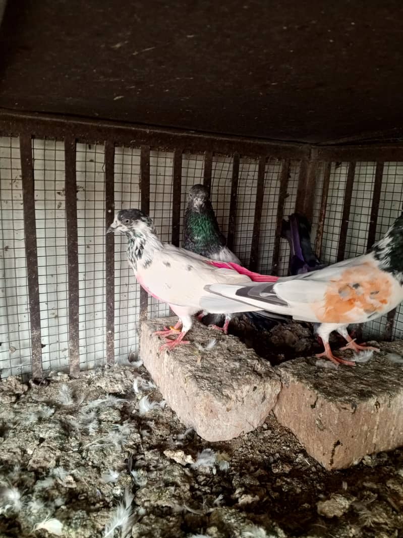 pigeons 12