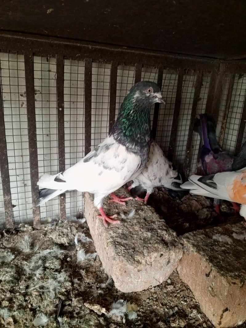 pigeons 13