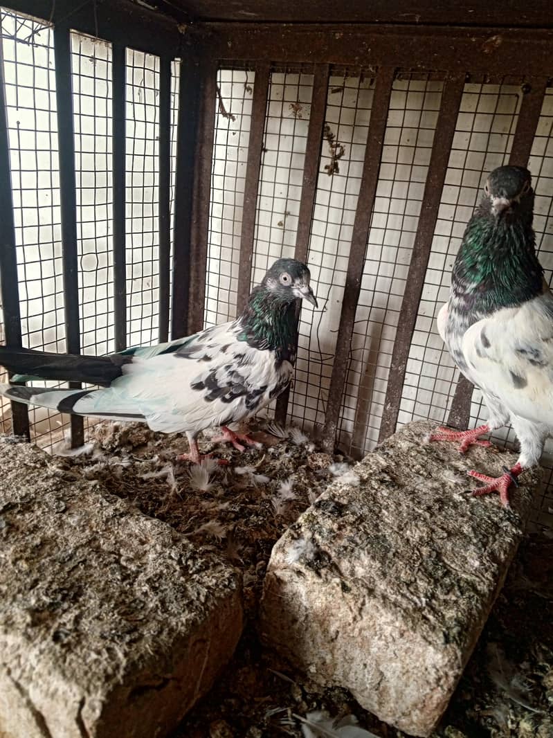 pigeons 14