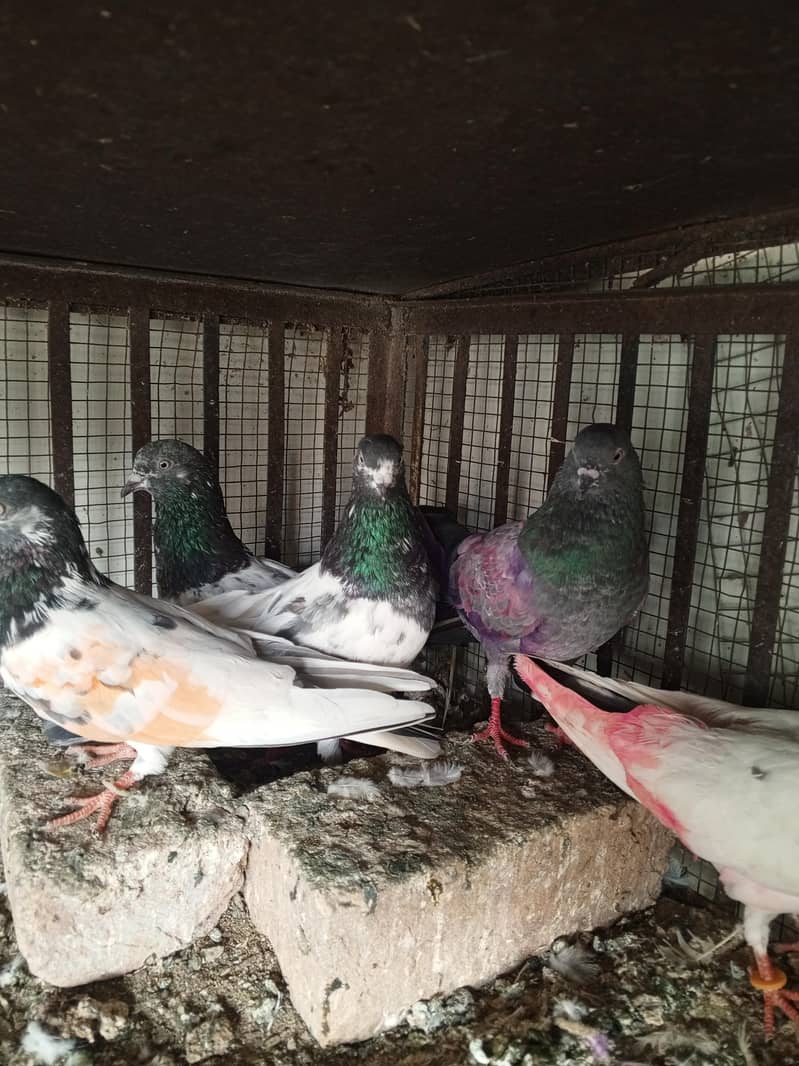 pigeons 15
