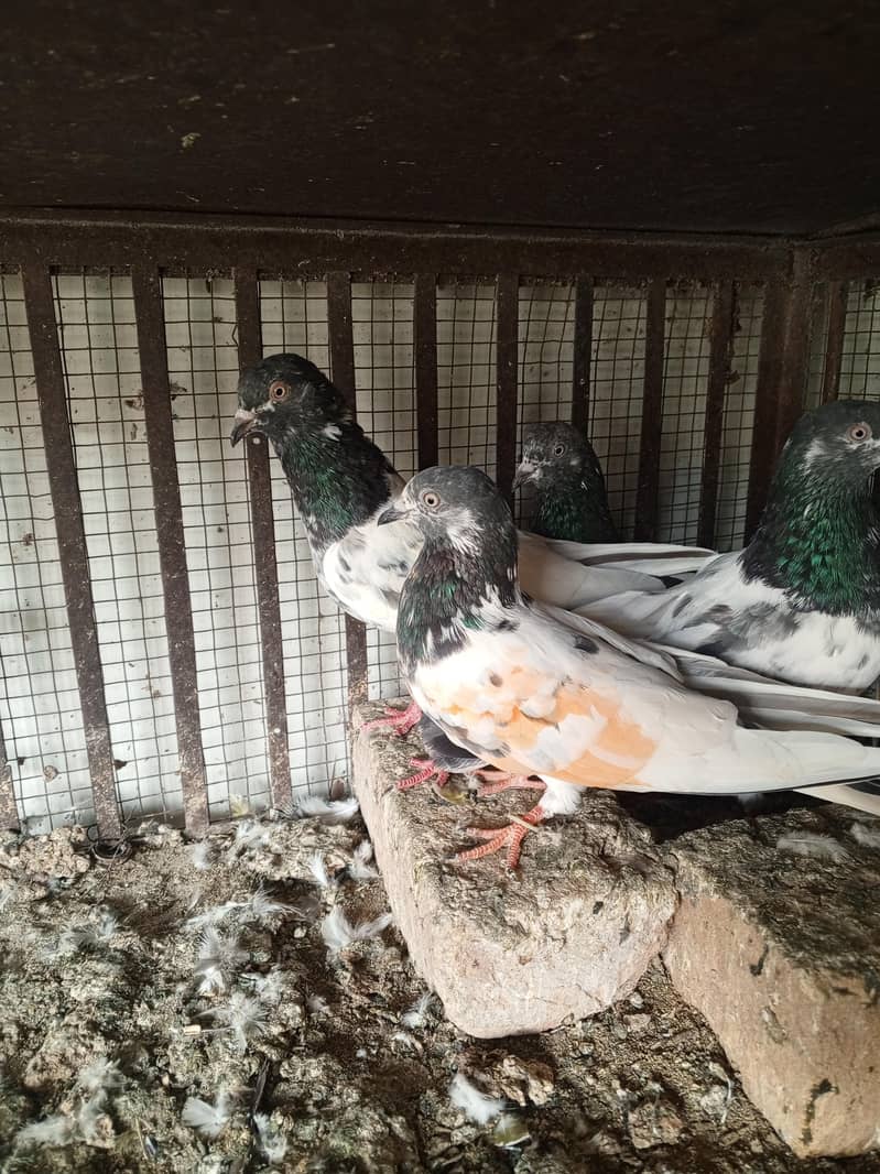 pigeons 16