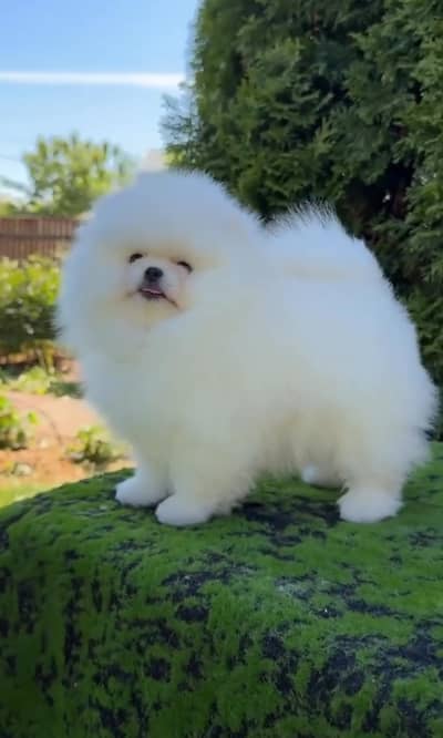 TEA CUP Siz |Pomeranian Pupps | Shitzu Pupp | Toy Breed Pupps For Sale