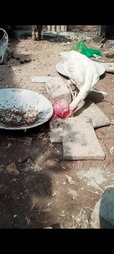 aseel mianwali Paperwhite hera hen