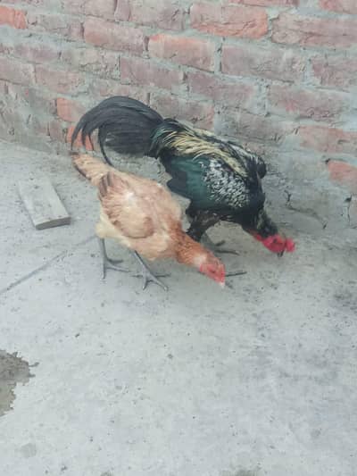 Aseel hens