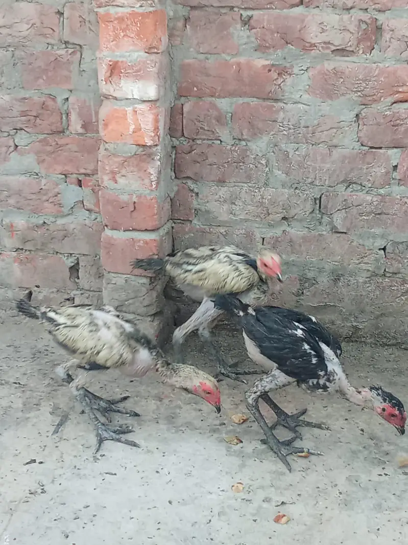 Aseel hens — photo 2
