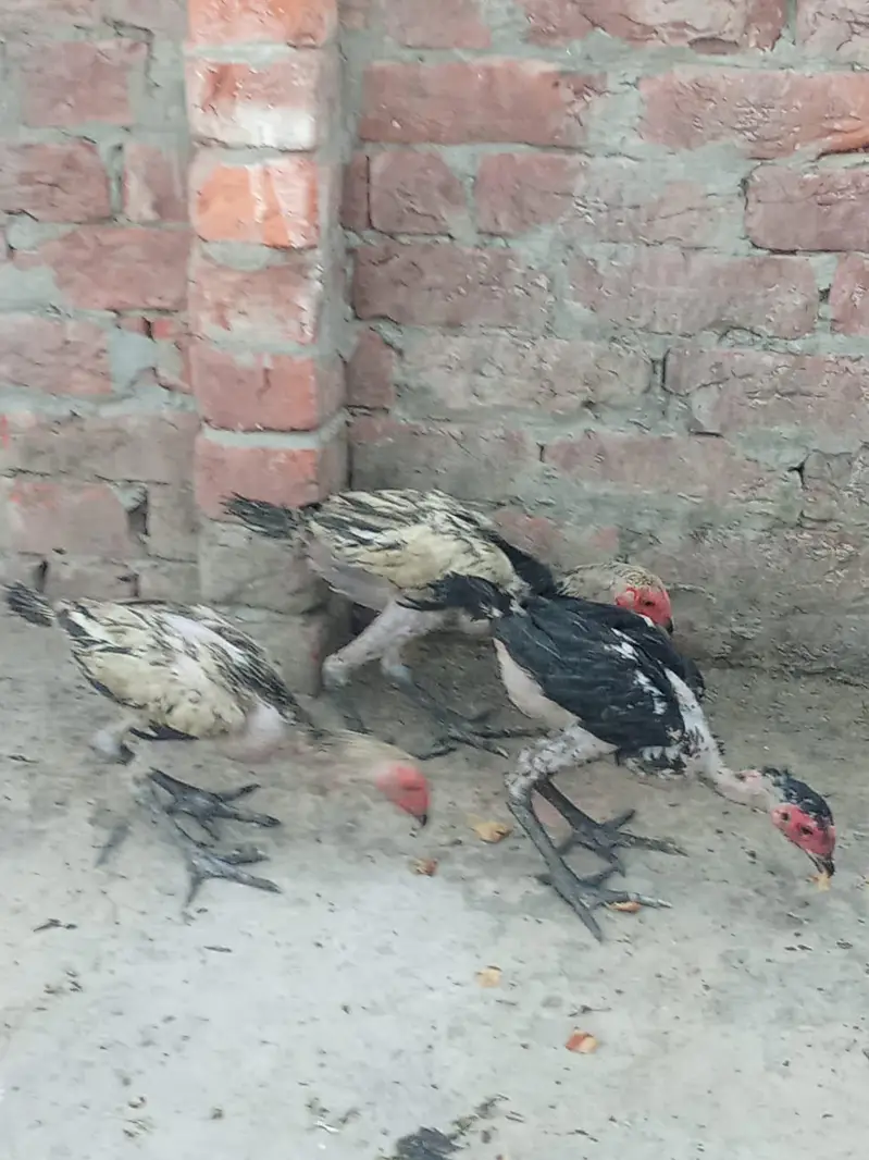 Aseel hens — photo 3