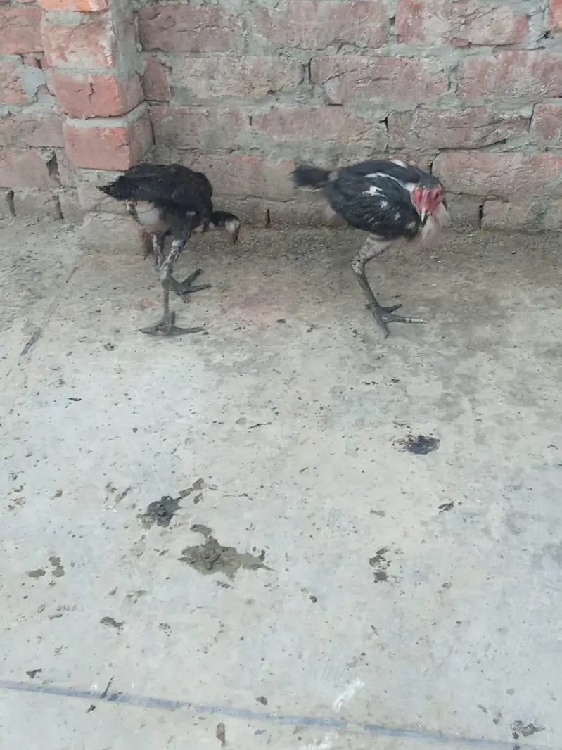 Aseel hens — photo 4