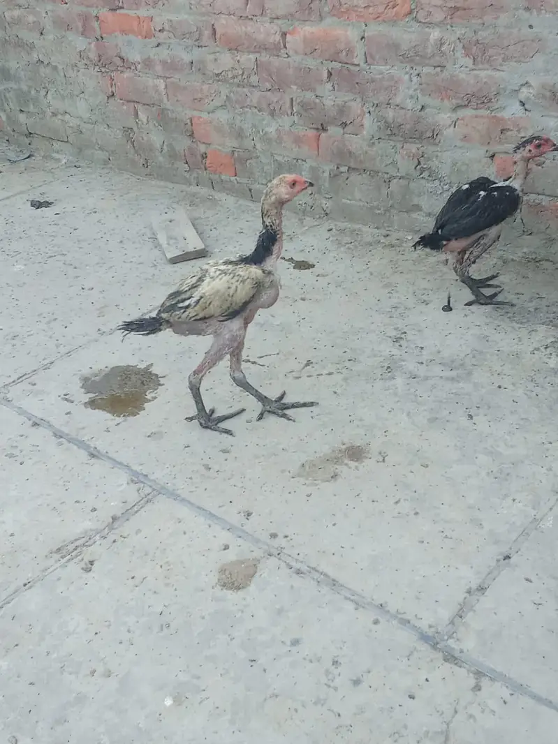 Aseel hens — photo 5