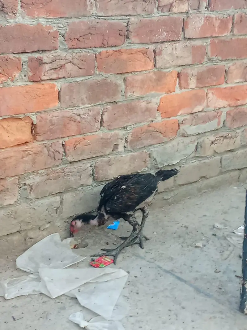Aseel hens — photo 6