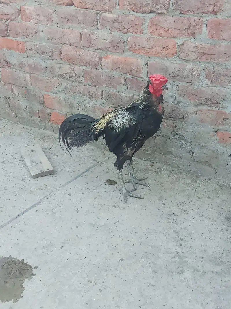 Aseel hens — photo 7