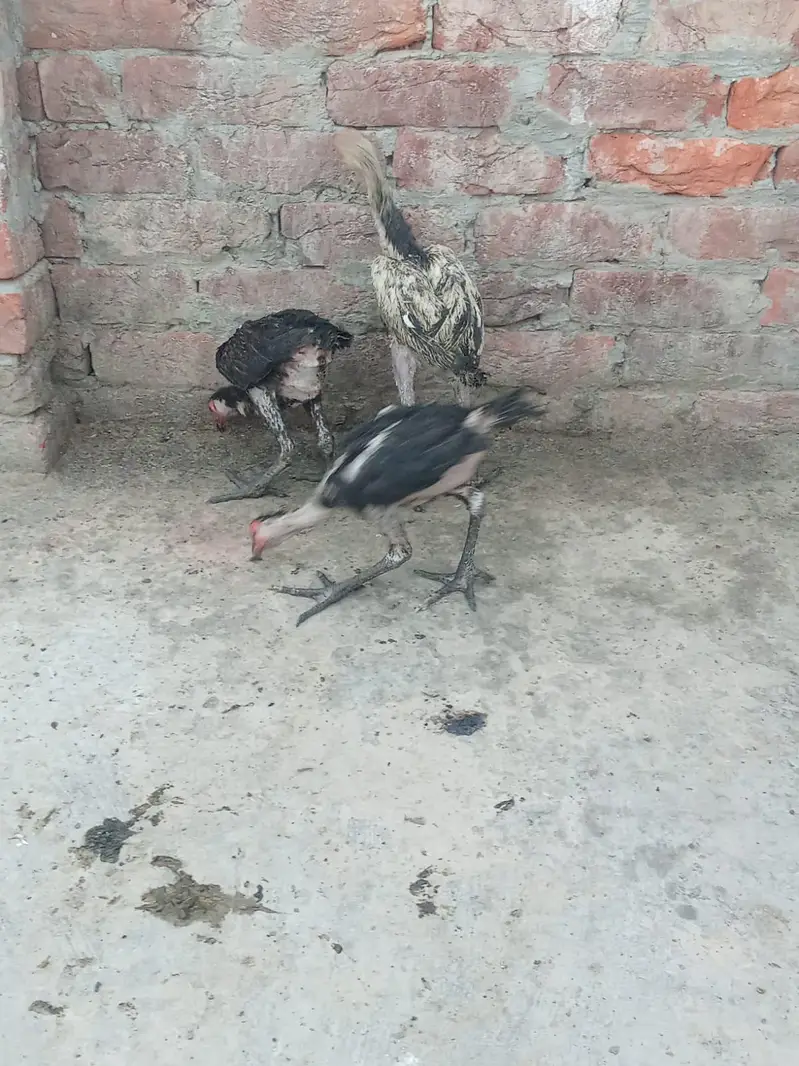 Aseel hens — photo 8