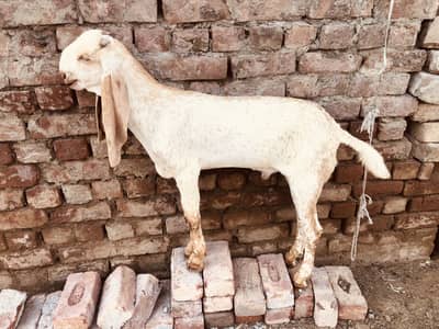 Elite Bloodline Makhi Cheena Buck