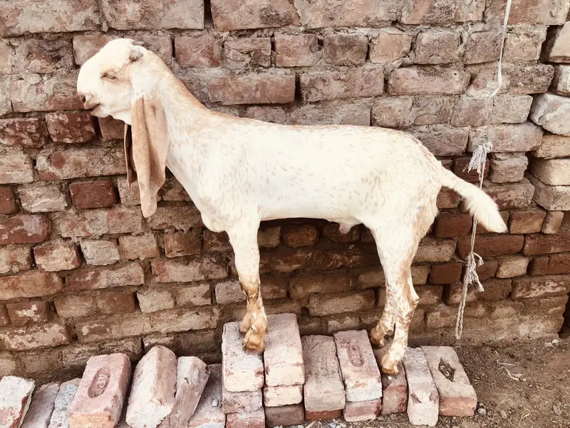 Elite Bloodline Makhi Cheena Buck