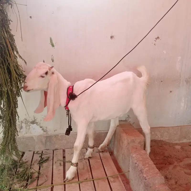 Pure Bakra | 6 Month Sehatmand bakra hai | totapurii | gulabi