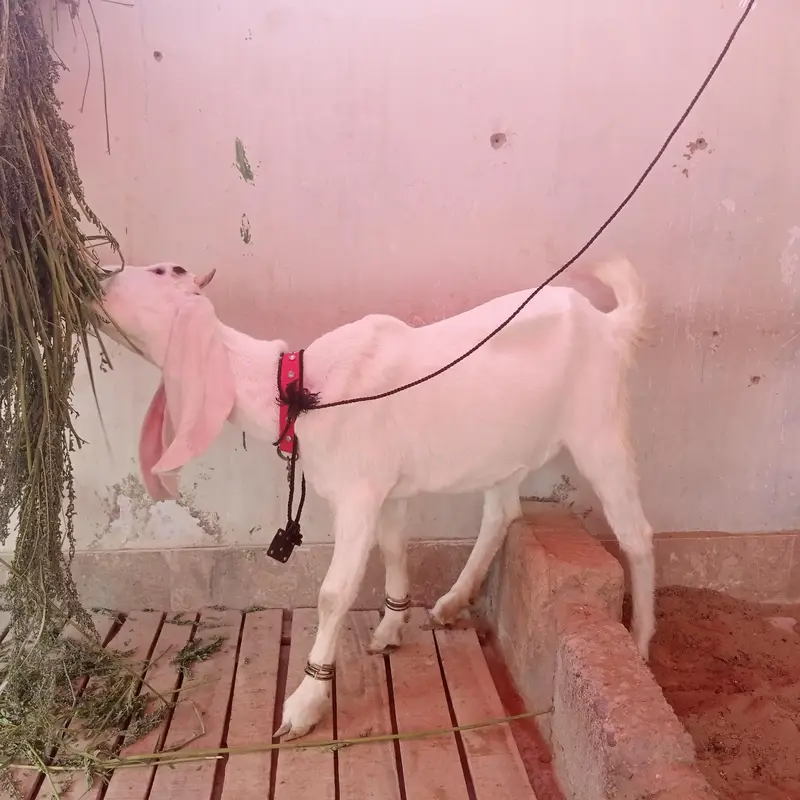 Pure Bakra | 6 Month Sehatmand bakra hai | totapurii | gulabi — photo 2
