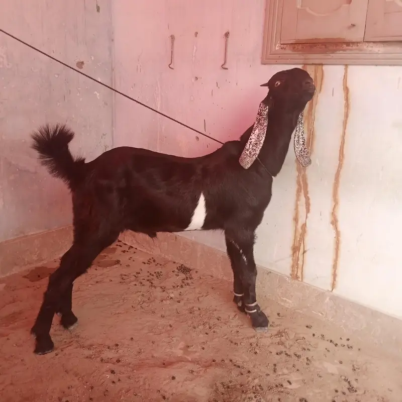 Pure Bakra | 6 Month Sehatmand bakra hai | totapurii | gulabi — photo 3