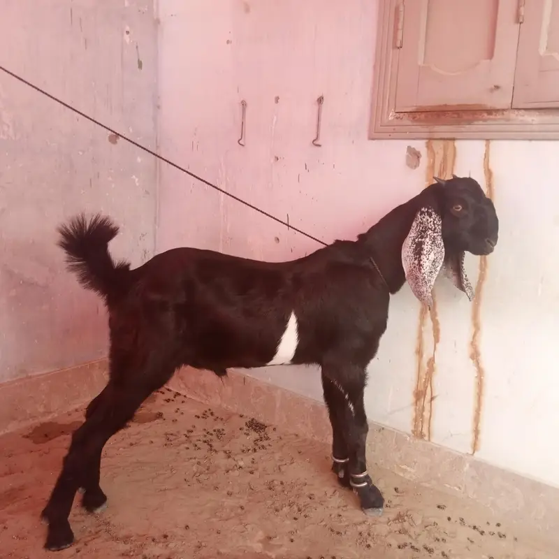 Pure Bakra | 6 Month Sehatmand bakra hai | totapurii | gulabi — photo 4