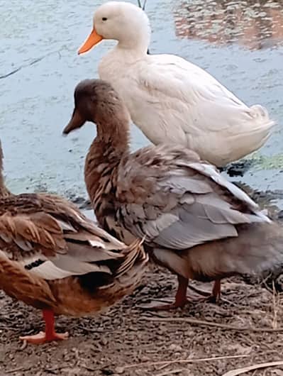 Beautiful Saxon / Khaki Campbell Cross Duck for Sale