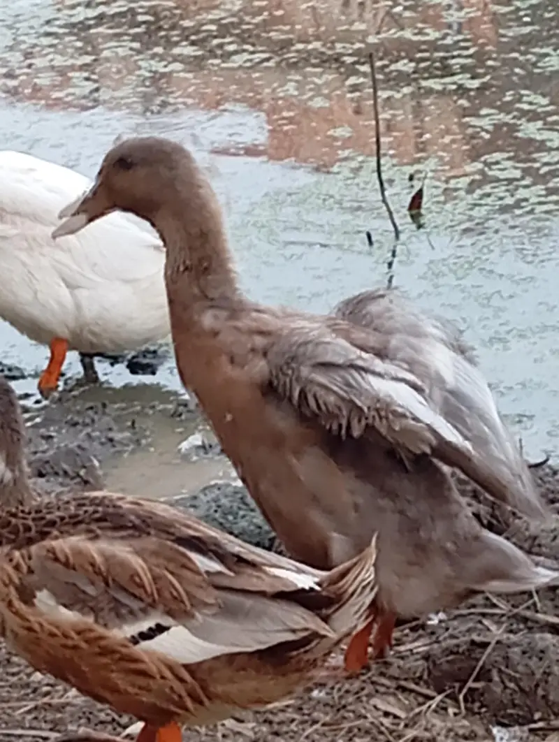 Beautiful Saxon / Khaki Campbell Cross Duck for Sale — photo 2