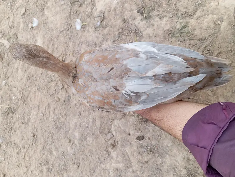 Beautiful Saxon / Khaki Campbell Cross Duck for Sale — photo 3