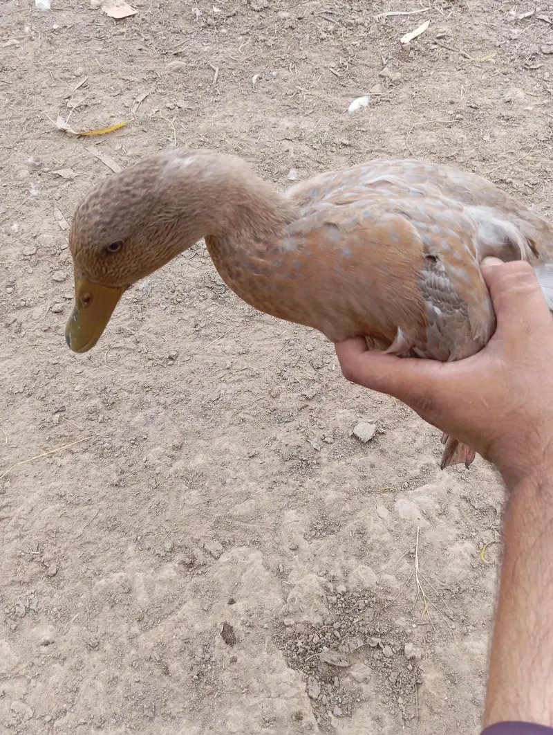 Beautiful Saxon / Khaki Campbell Cross Duck for Sale — photo 4