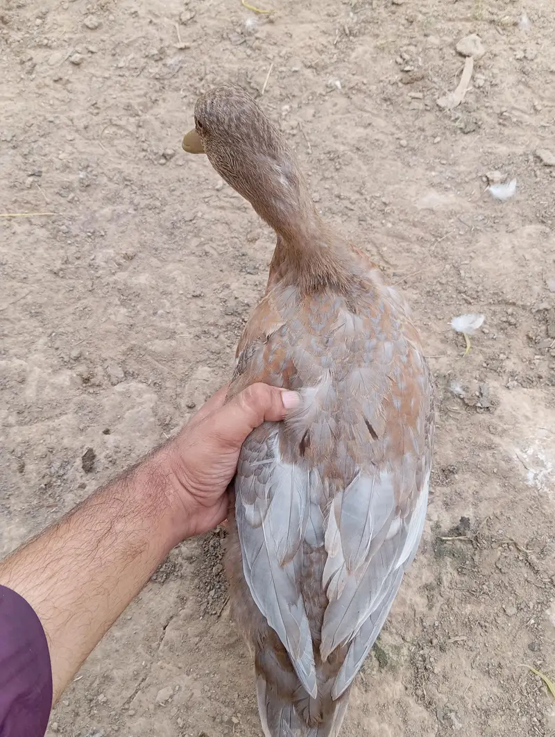 Beautiful Saxon / Khaki Campbell Cross Duck for Sale — photo 5