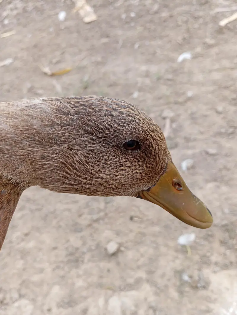 Beautiful Saxon / Khaki Campbell Cross Duck for Sale — photo 6