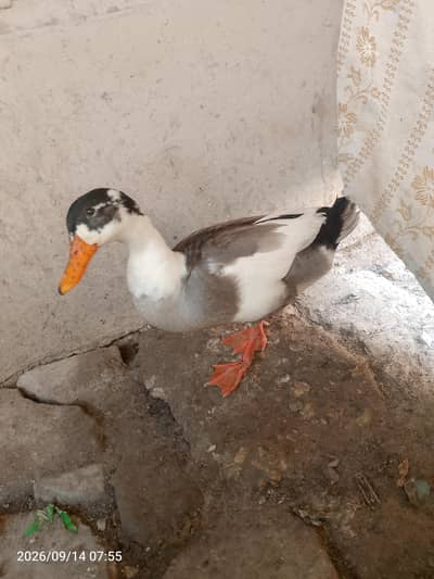 all birds for sell