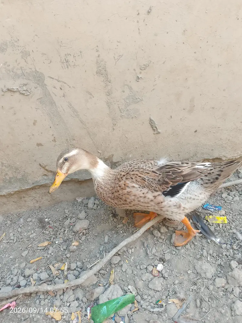 all birds for sell — photo 2