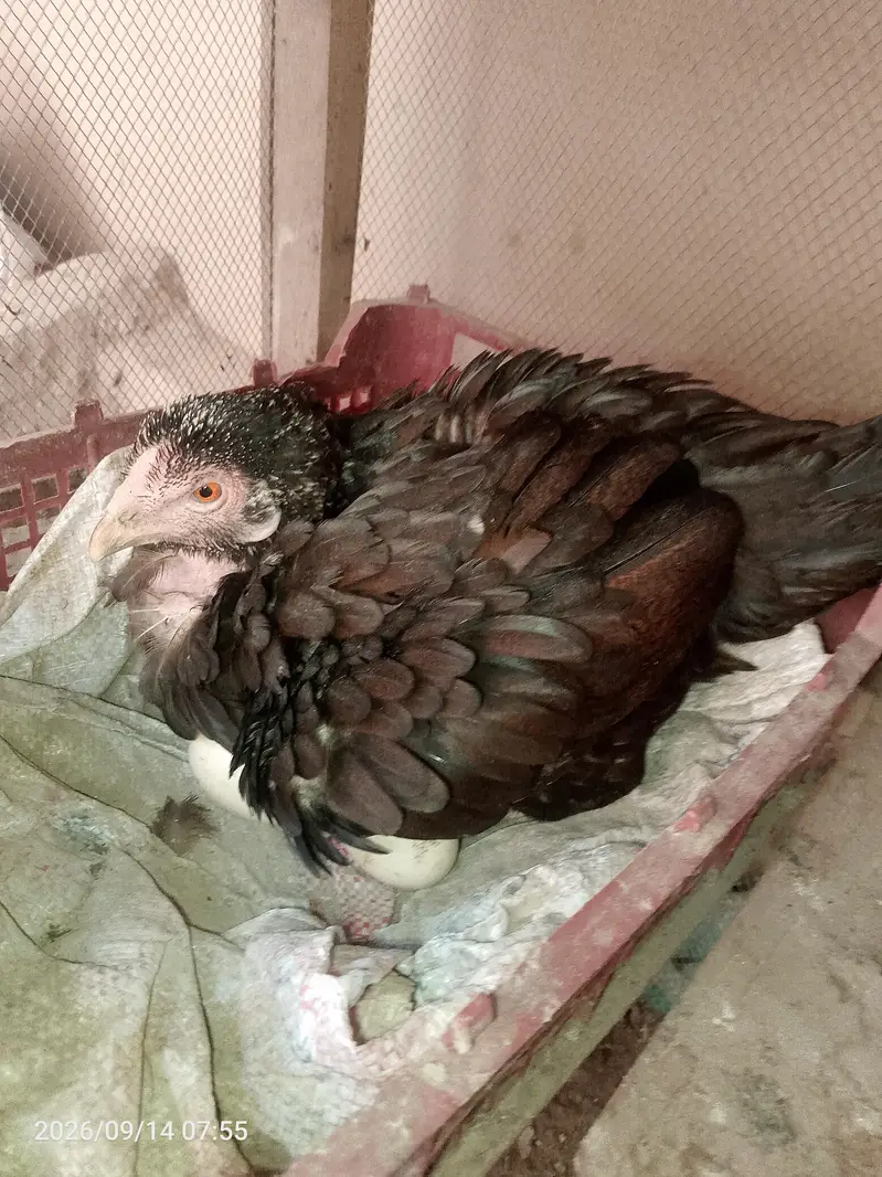 all birds for sell — photo 3