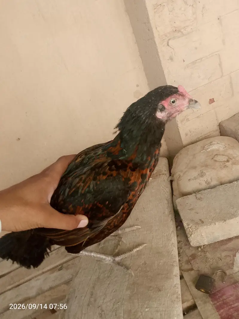 all birds for sell — photo 4