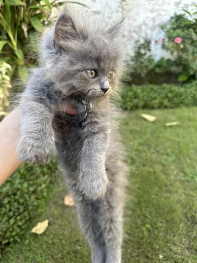 Pure Persian kitten for sale Rare Blue Gray Color