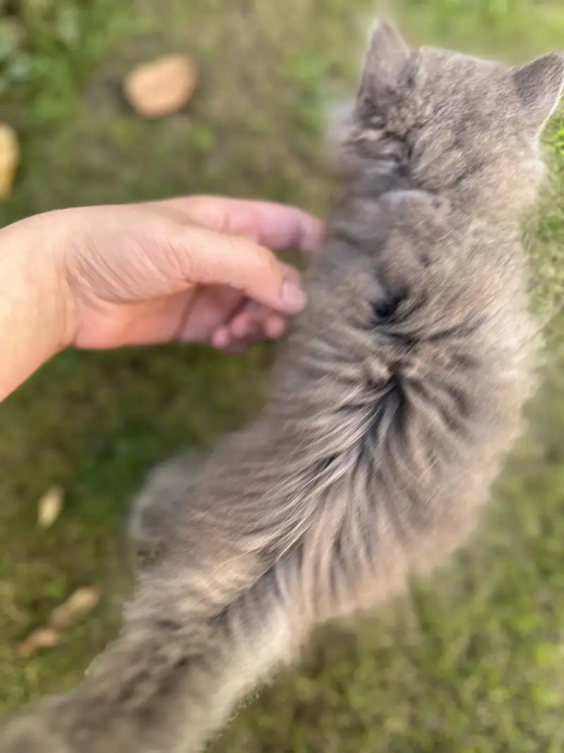 Pure Persian kitten for sale Rare Blue Gray Color — photo 2