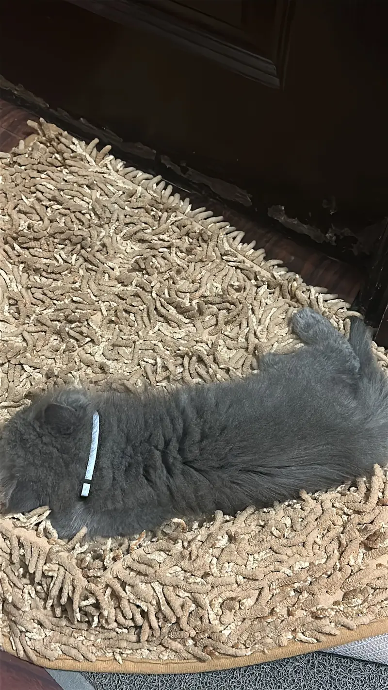 Pure Persian kitten for sale Rare Blue Gray Color — photo 3