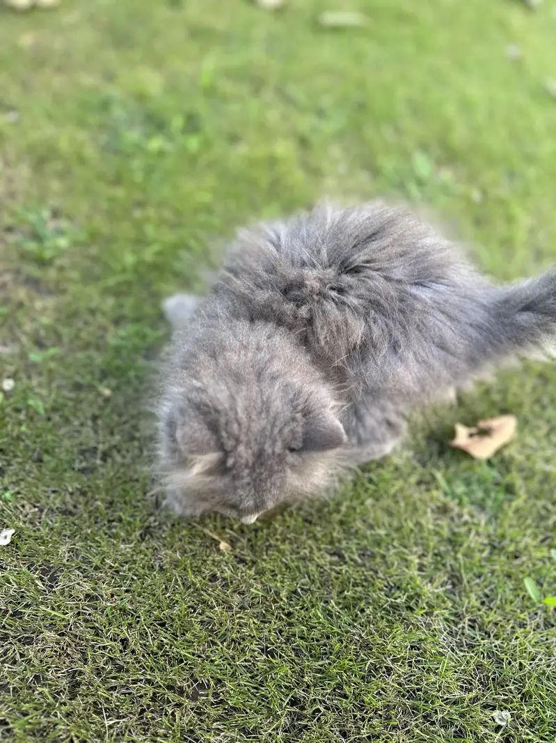 Pure Persian kitten for sale Rare Blue Gray Color — photo 4