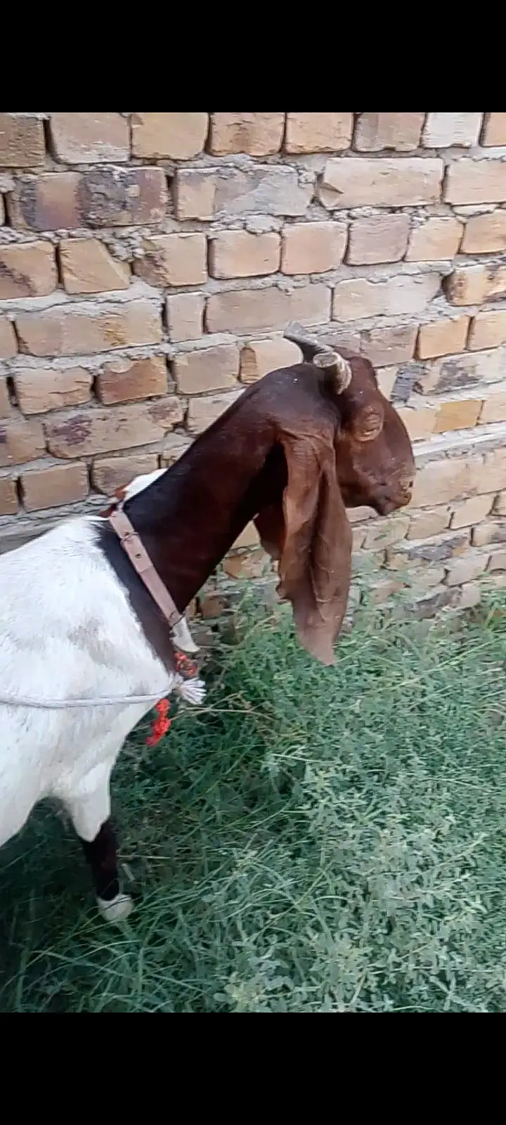 کموری نسل کی بکری سات ایک نر بچہ03139955141 — photo 4