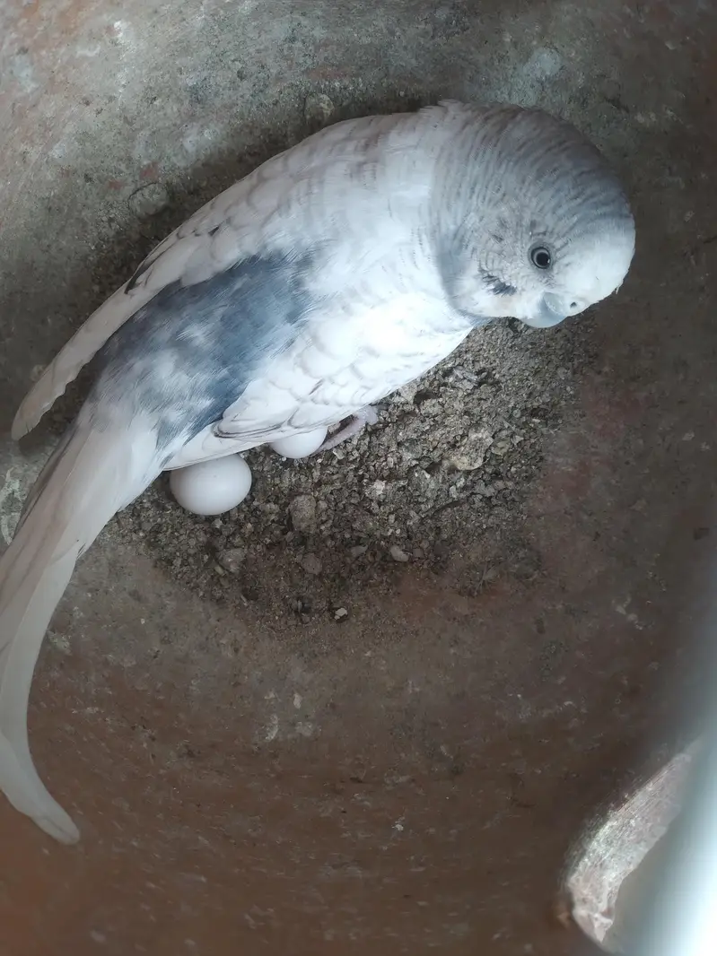 15 parrot with cage for sale