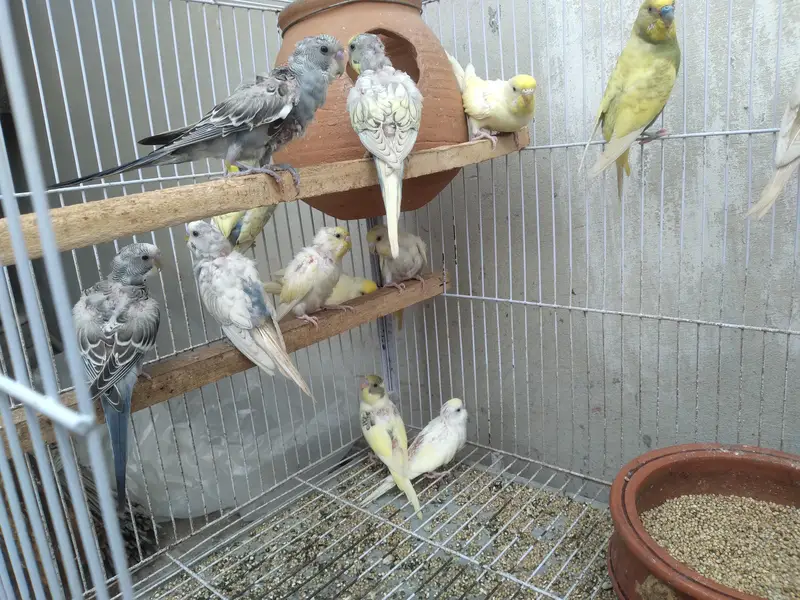 15 parrot with cage for sale — photo 2