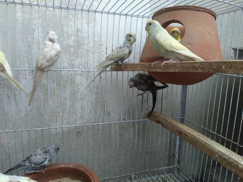 15 parrot with cage for sale — photo 3