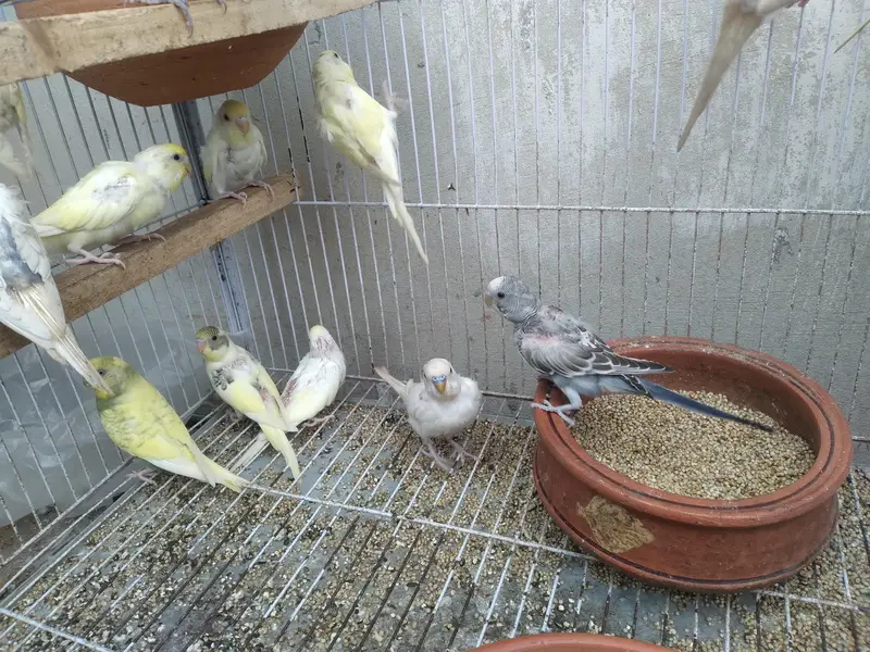15 parrot with cage for sale — photo 4