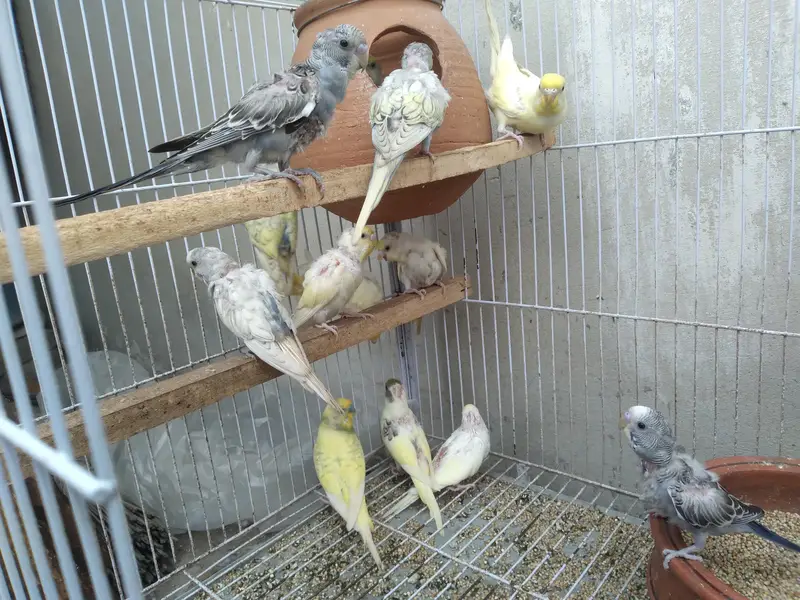15 parrot with cage for sale — photo 5