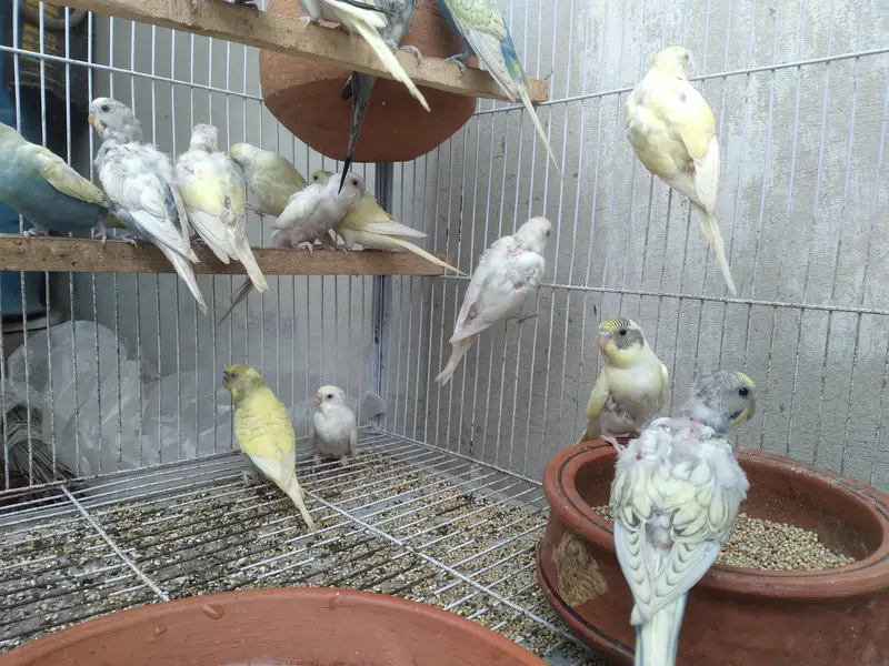 15 parrot with cage for sale — photo 6