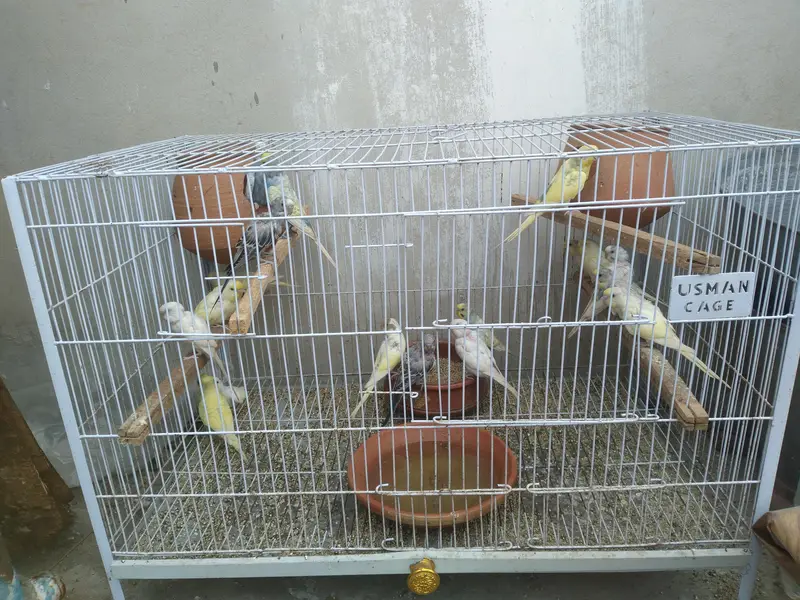 15 parrot with cage for sale — photo 7