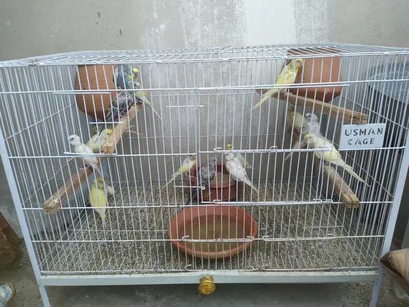 15 parrot with cage for sale — photo 8