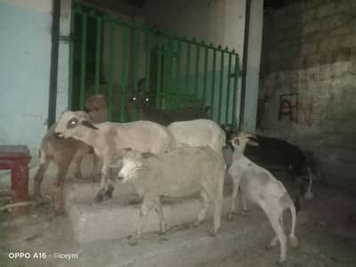 Long tail sheep / Mario / Australian / Big Horn