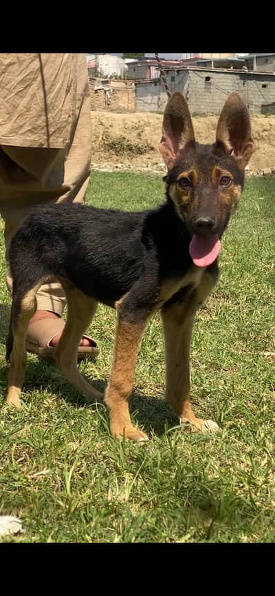 German shepherd stock coat  male for sale