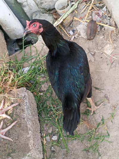 hen and aseel murgh