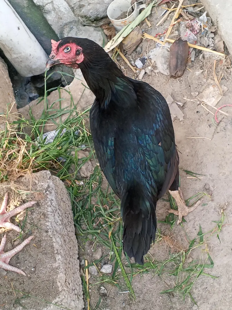 hen and aseel murgh