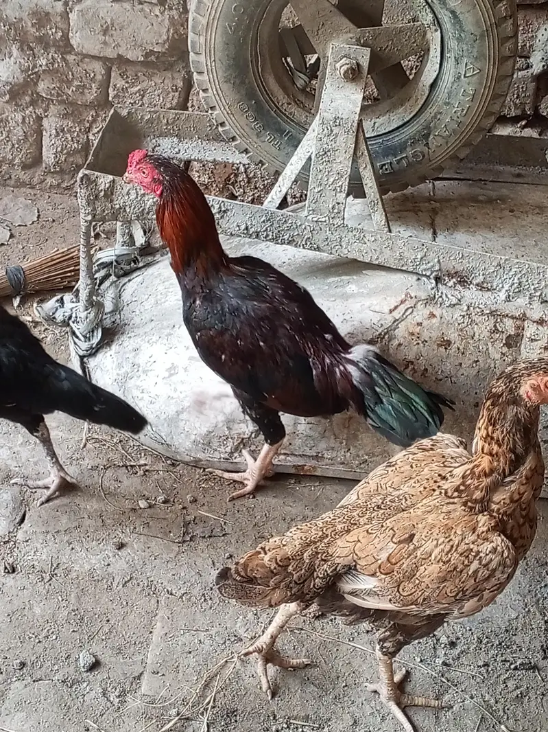 hen and aseel murgh — photo 2