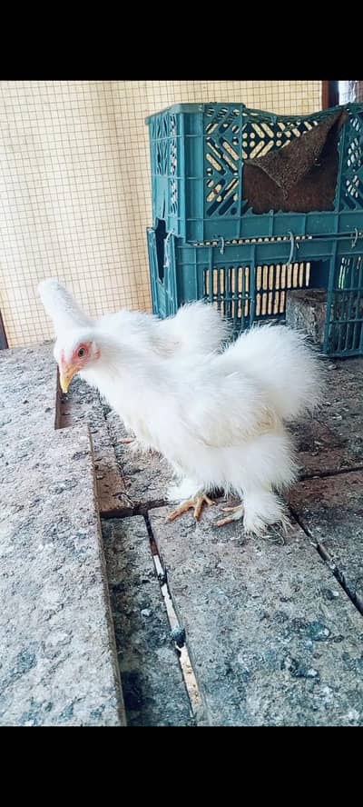 silky bantum female